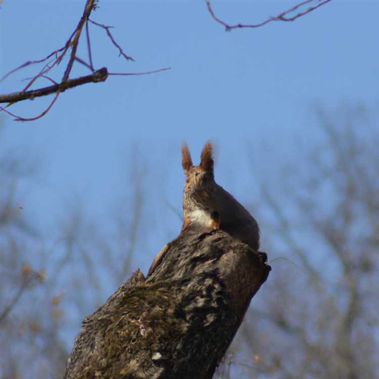 Зайцы и косули тоже живут в городе