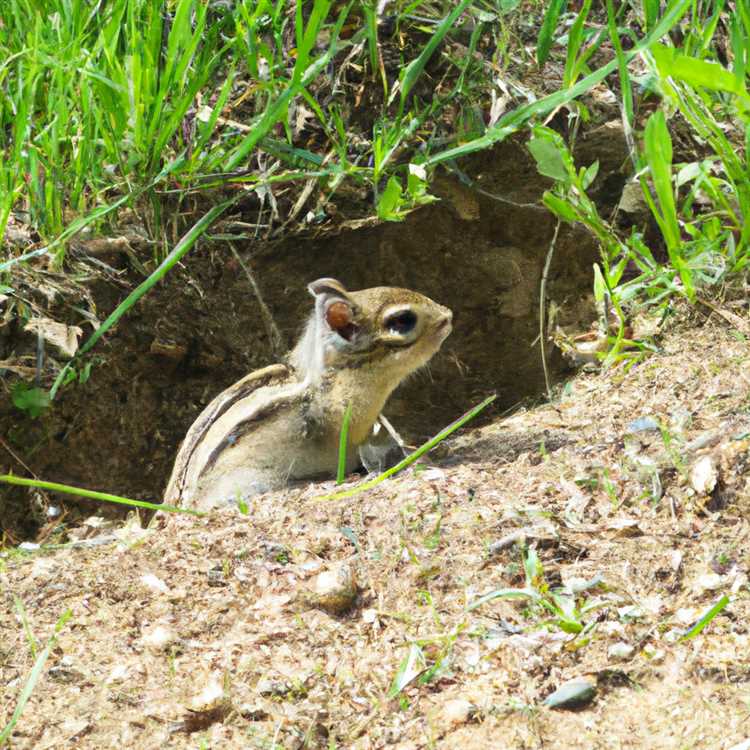 Животный мир города Герасимовка - какие дикие животные можно полюбоваться в этом месте Каких диких животных можно встретить город герасимовка